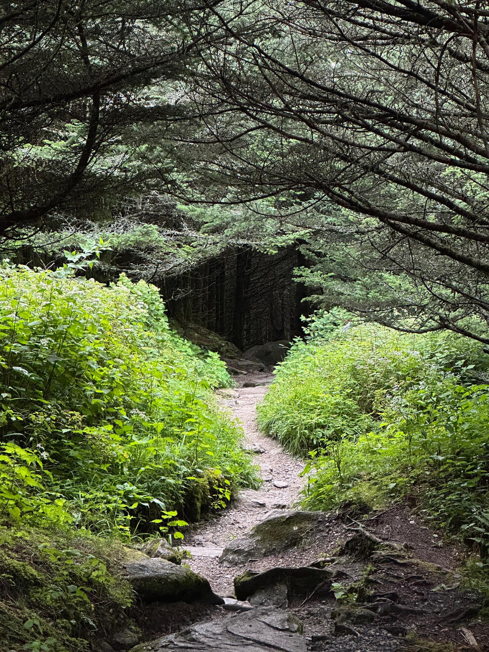 Mount Mitchell State Park, NC, US. Shot on iPhone 14 Pro.