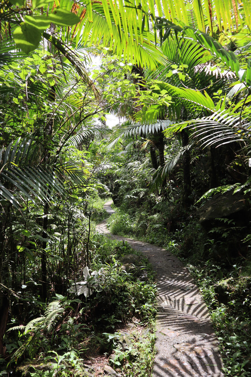 El Yunque National Forest, Puerto Rico, US. Shot on Canon EOS M50 Mark I.