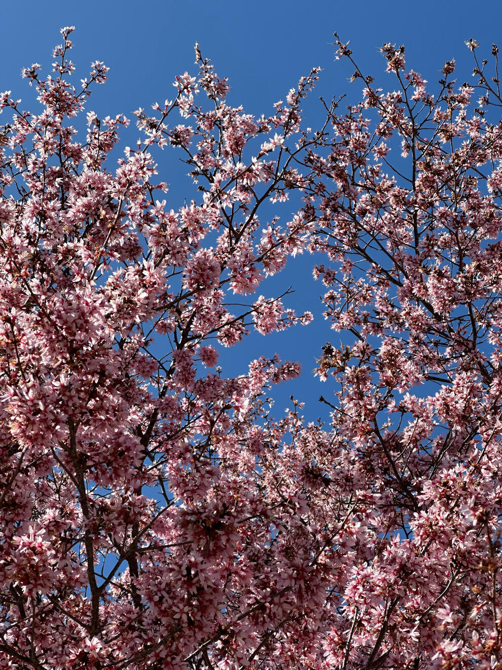 Asheville, NC, US. Shot on iPhone 14 Pro.