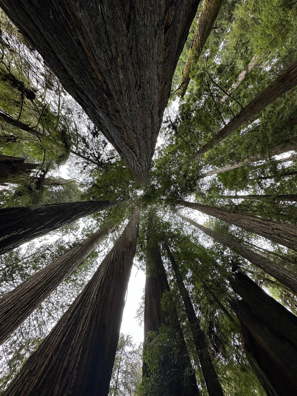 Prairie Creek Redwoods State Park, California, US. Shot on iPhone 14 Pro.
