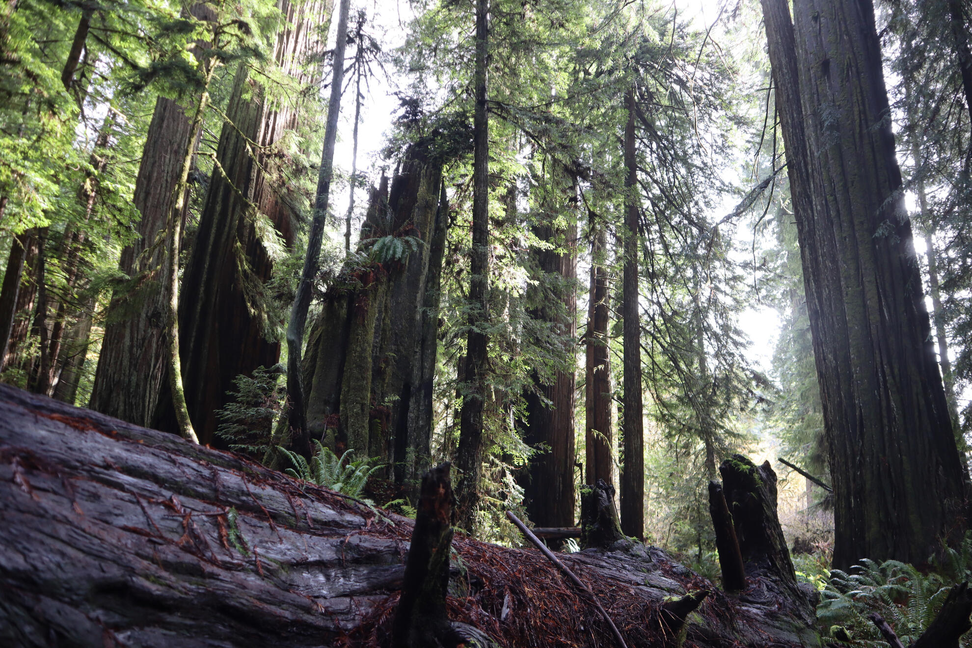 Prairie Creek Redwoods State Park, California, US. Shot on Canon EOS M50 Mark I.