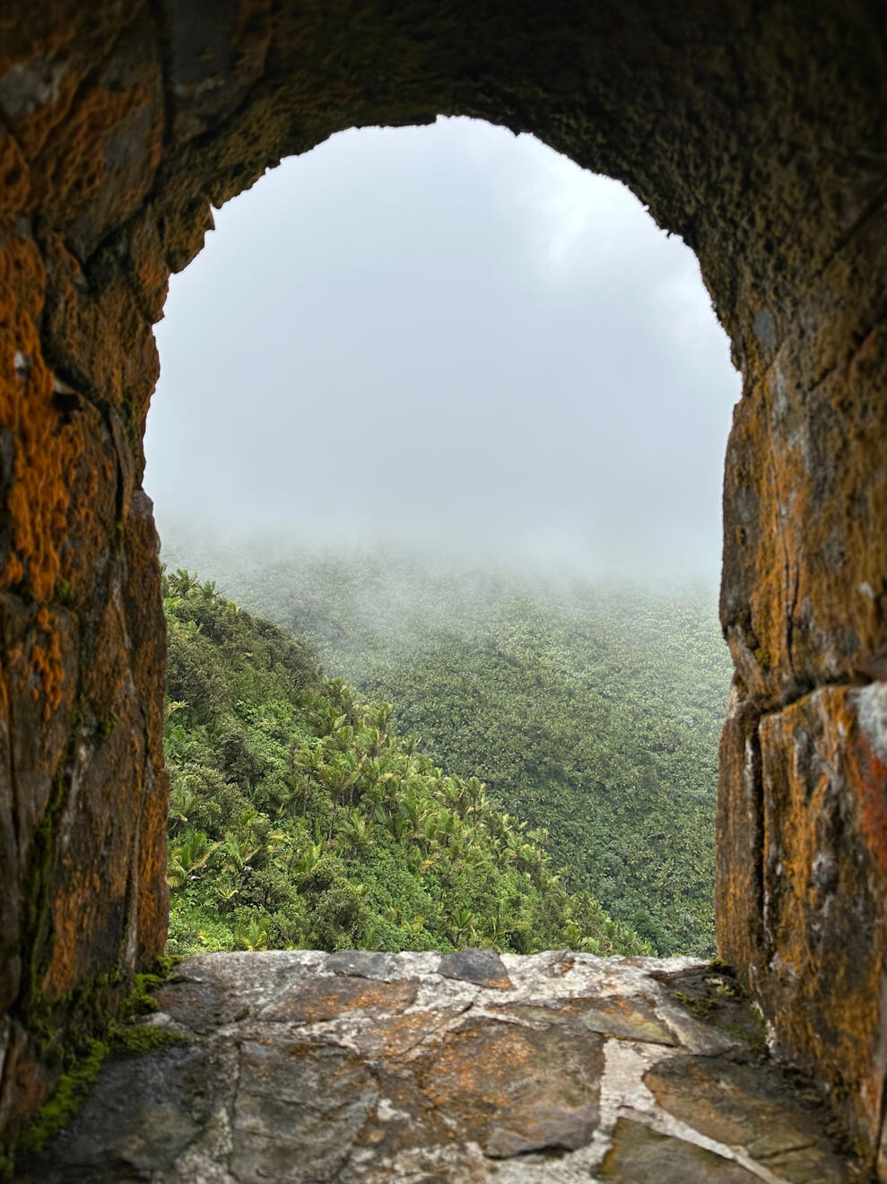 El Yunque National Forest, Puerto Rico, US. Shot on iPhone 14 Pro.