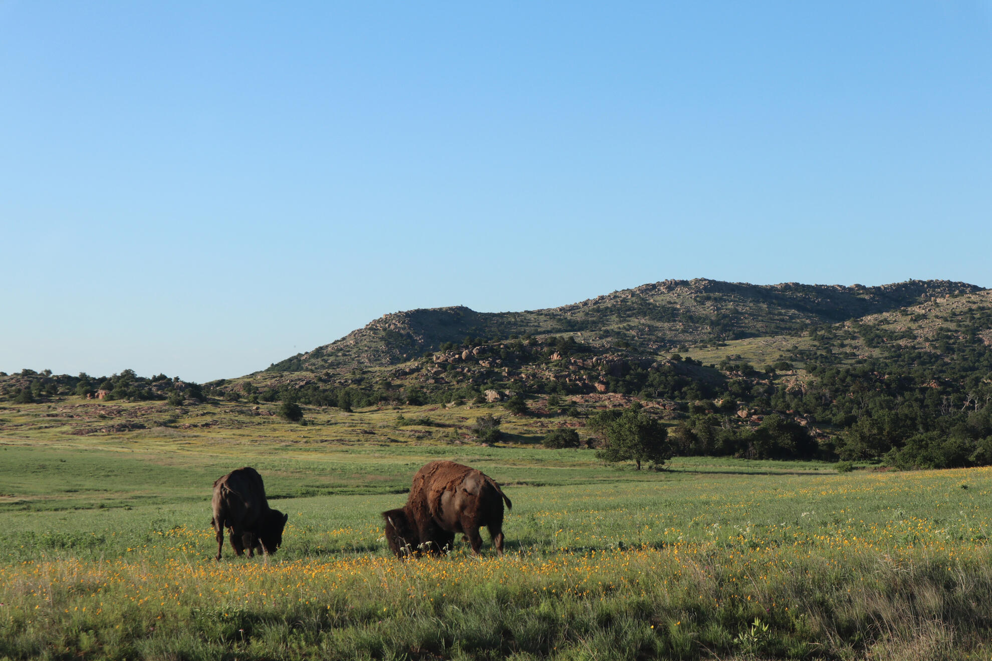 Wichita Mountains National Wildlife Refuge, Oklahoma, US. Shot on Canon EOS M50 Mark I.