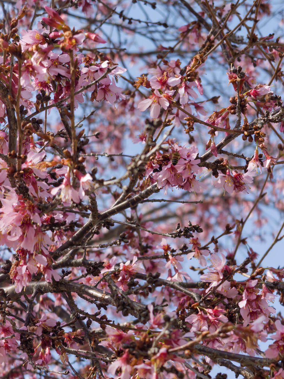 Asheville, NC, US. Shot on iPhone 16 Pro (using Project Indigo).