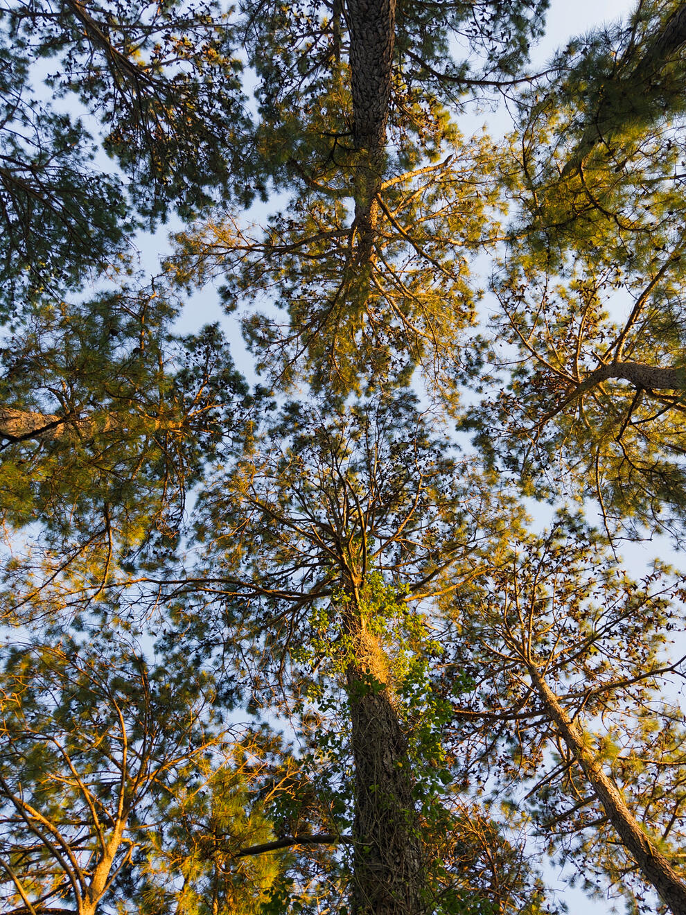 Sunset Beach, NC, US. Shot on iPhone 16 Pro (using Project Indigo).