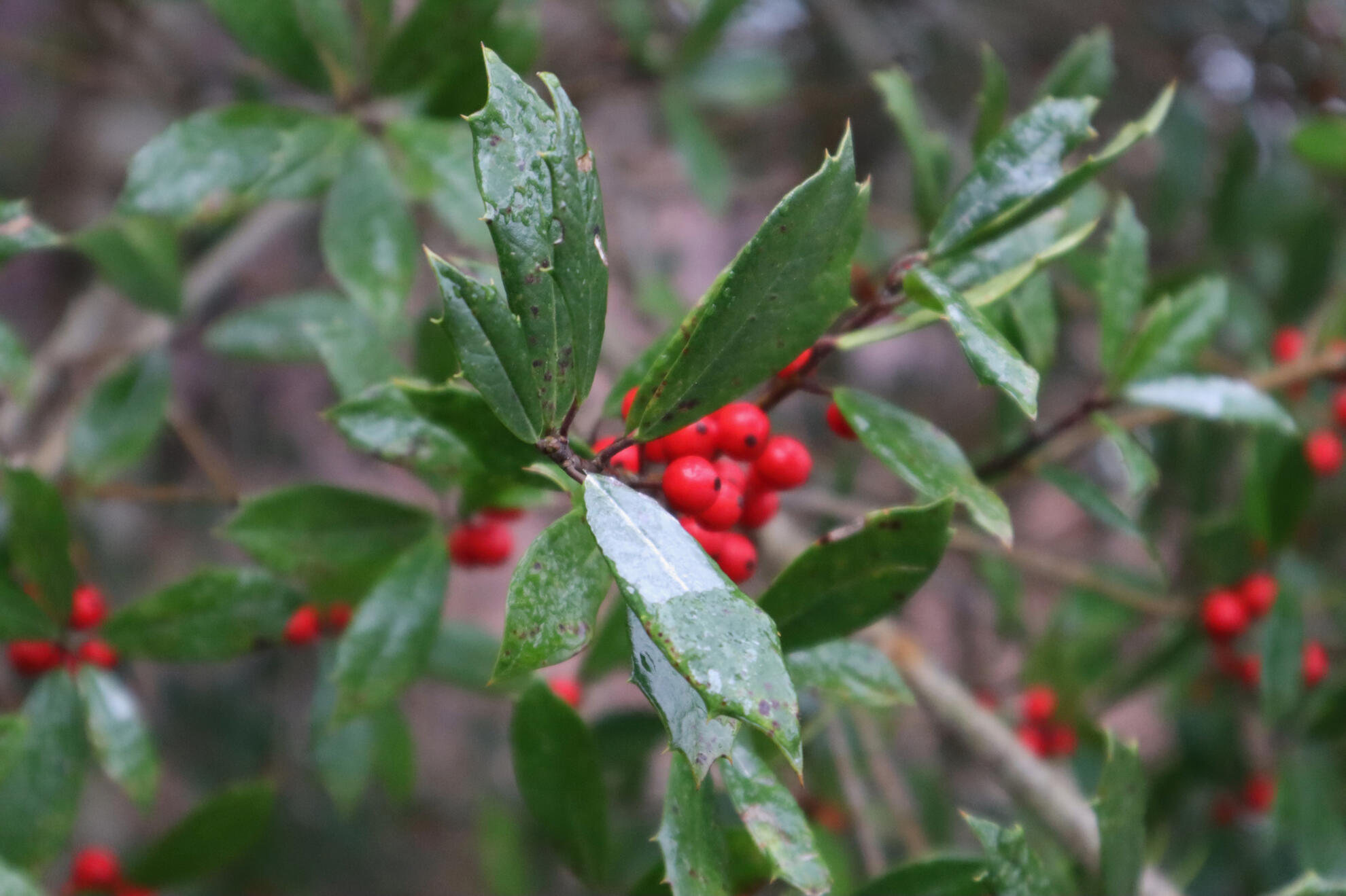 Asheville, NC, US. Shot on Canon EOS M50 Mark I.