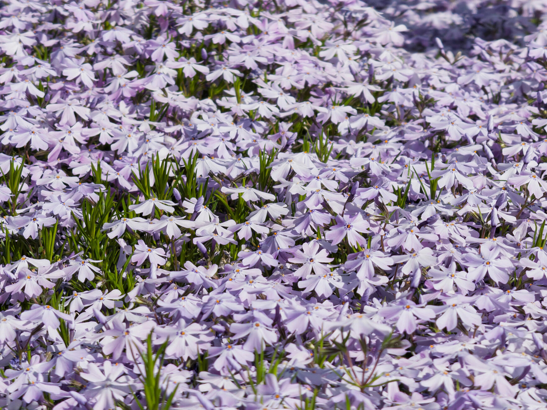 Asheville, NC, US. Shot on iPhone 16 Pro (using Project Indigo).