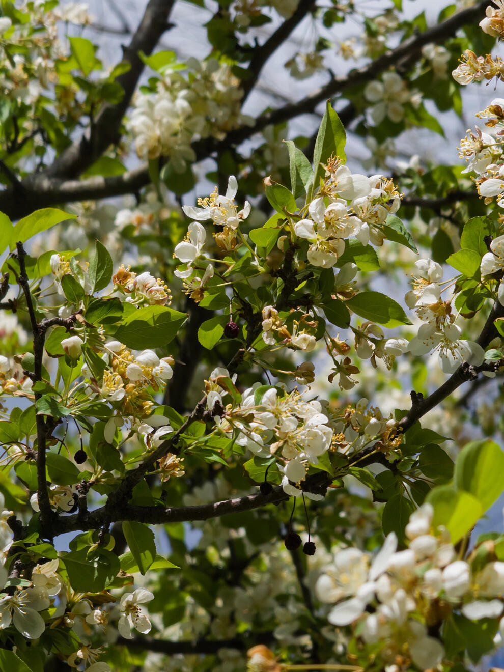 Asheville, NC, US. Shot on iPhone 16 Pro (using Project Indigo).