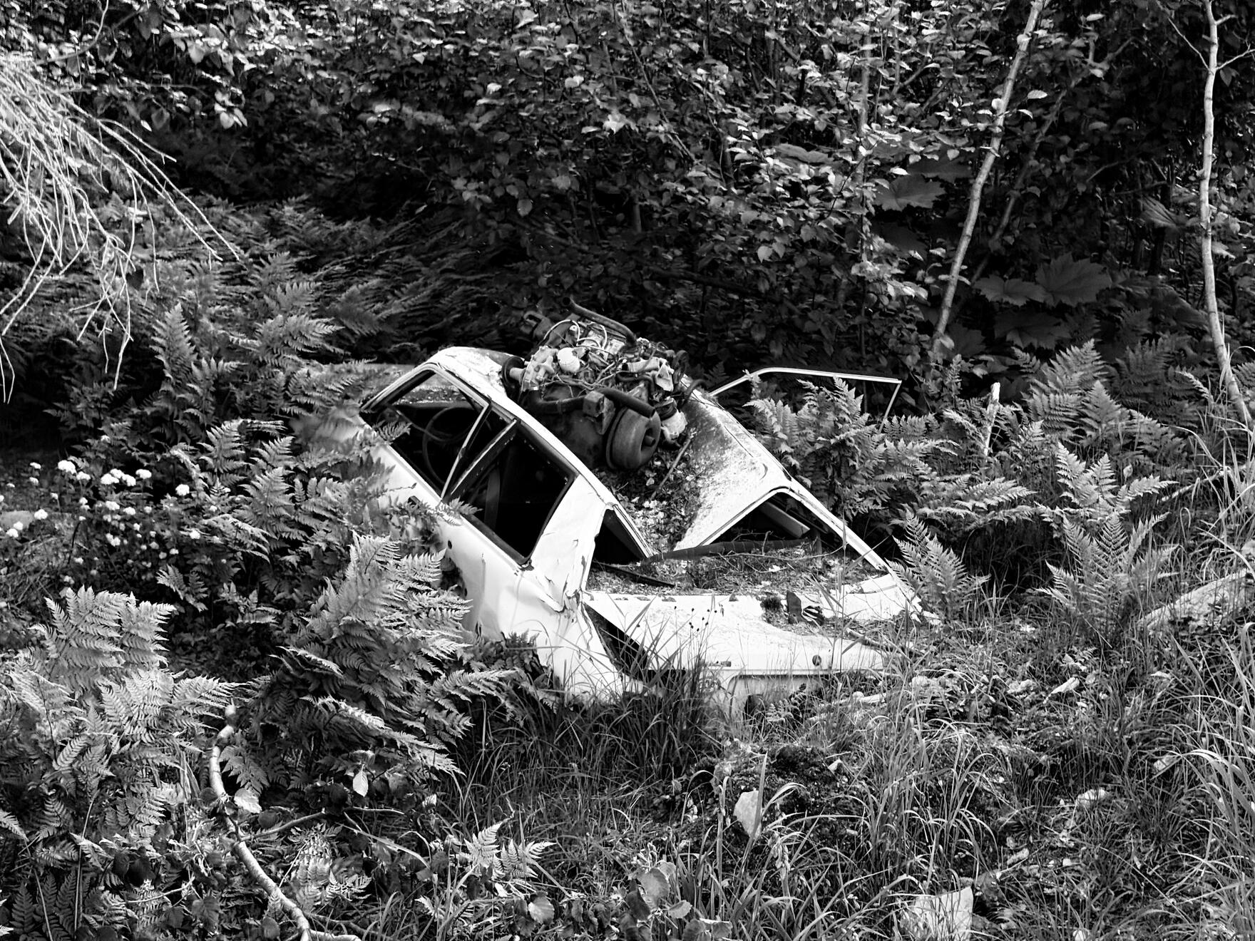 Denali State Park, Alaska, US. Shot on iPhone 16 Pro.