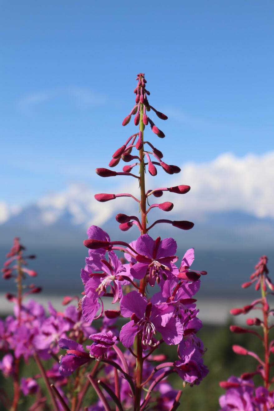 Along the Richardson Highway, Alaska, US. Shot on Canon EOS M50 Mark I.