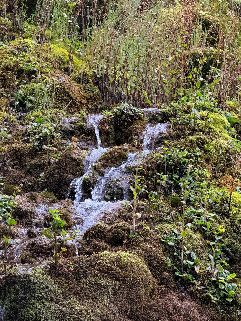 Liard River Hot Springs Provincial Park, BC, Canada. Shot on iPhone 16 Pro.