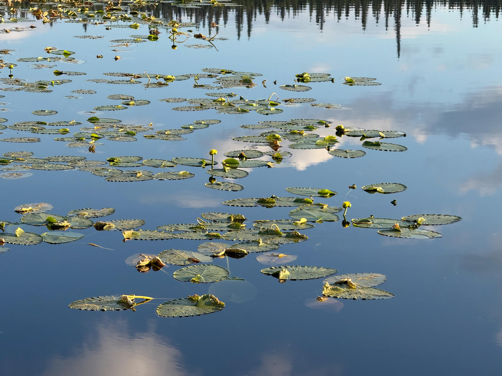 Along the Klondike Highway, Yukon, Canada. Shot on iPhone 16 Pro.