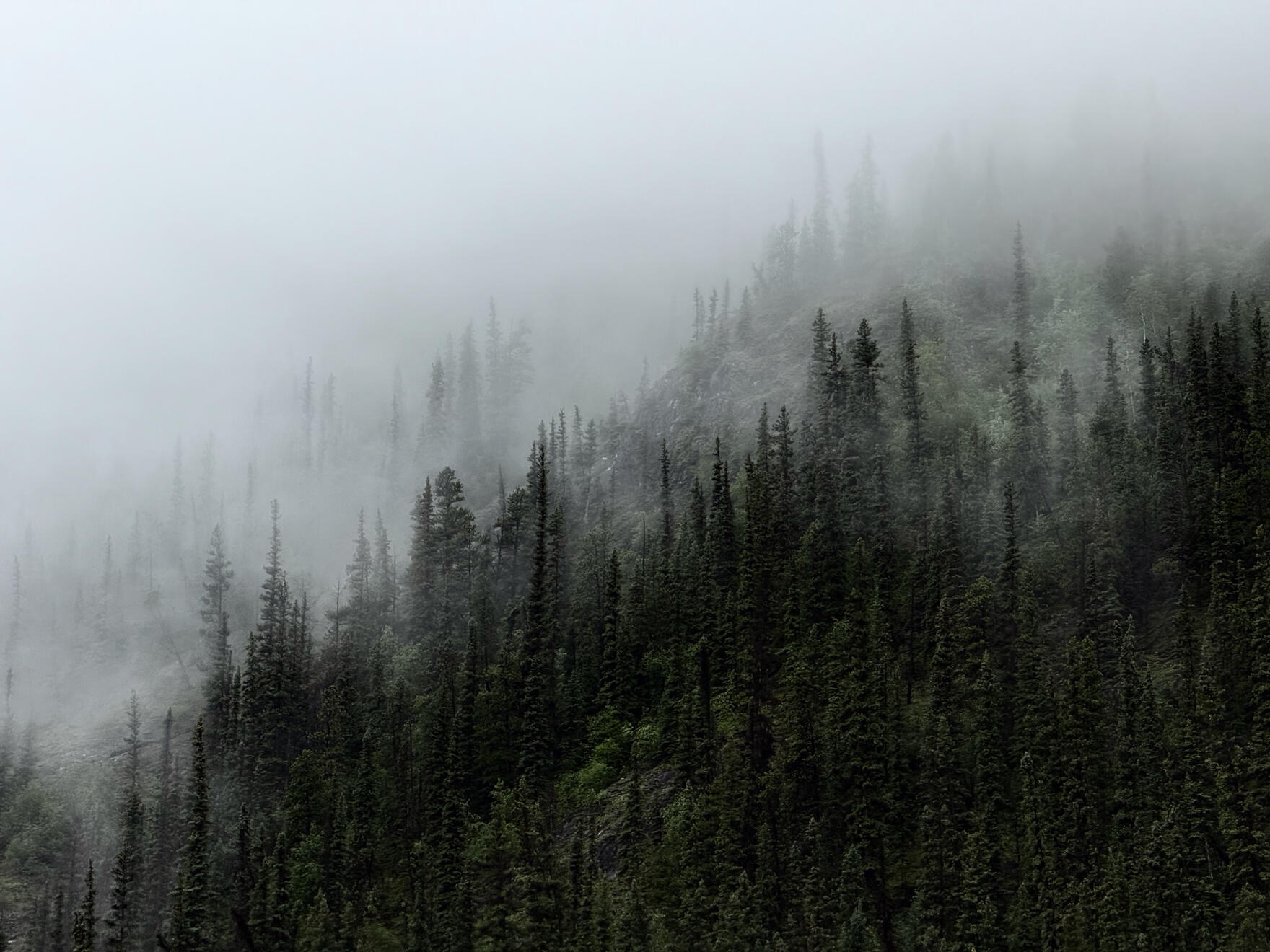 Along the Alaskan Highway, BC, Canada. Shot on iPhone 16 Pro.