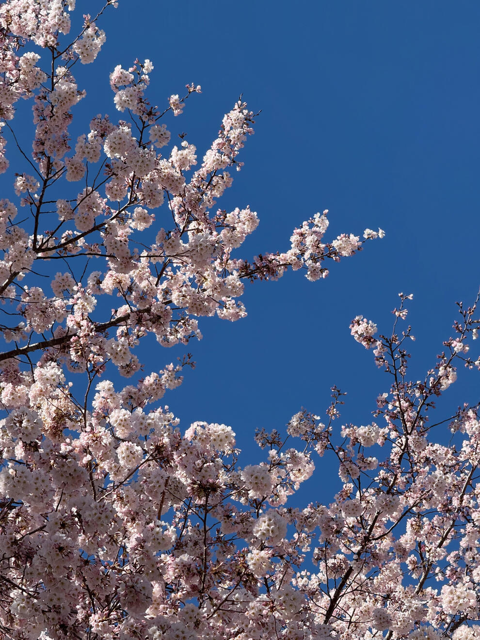 Asheville, NC, US. Shot on iPhone 16 Pro.