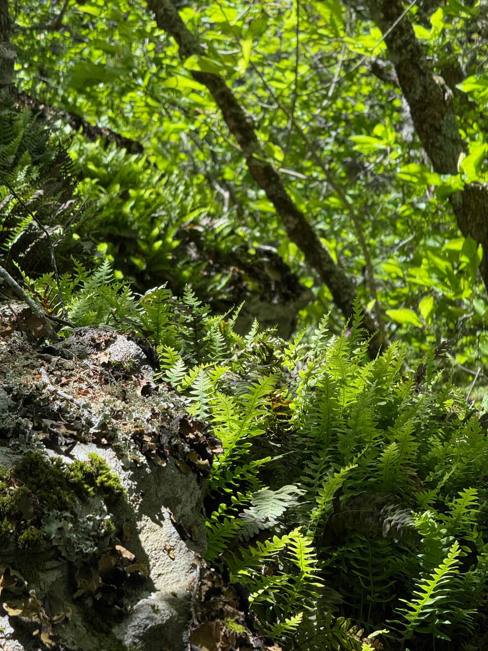 Grandfather, NC, US. Shot on iPhone 16 Pro.