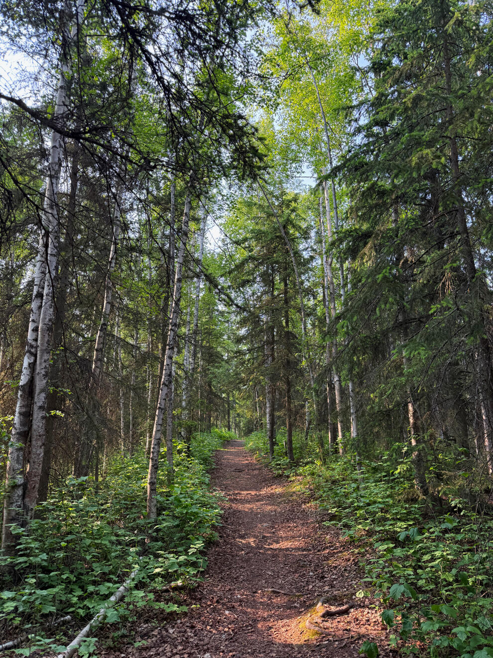 Anchorage, Alaska, US. Shot on iPhone 16 Pro.