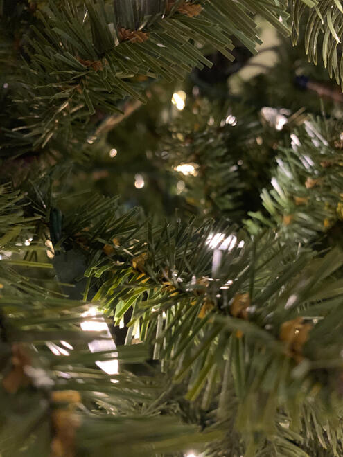 NC, US. Shot on iPhone XR.