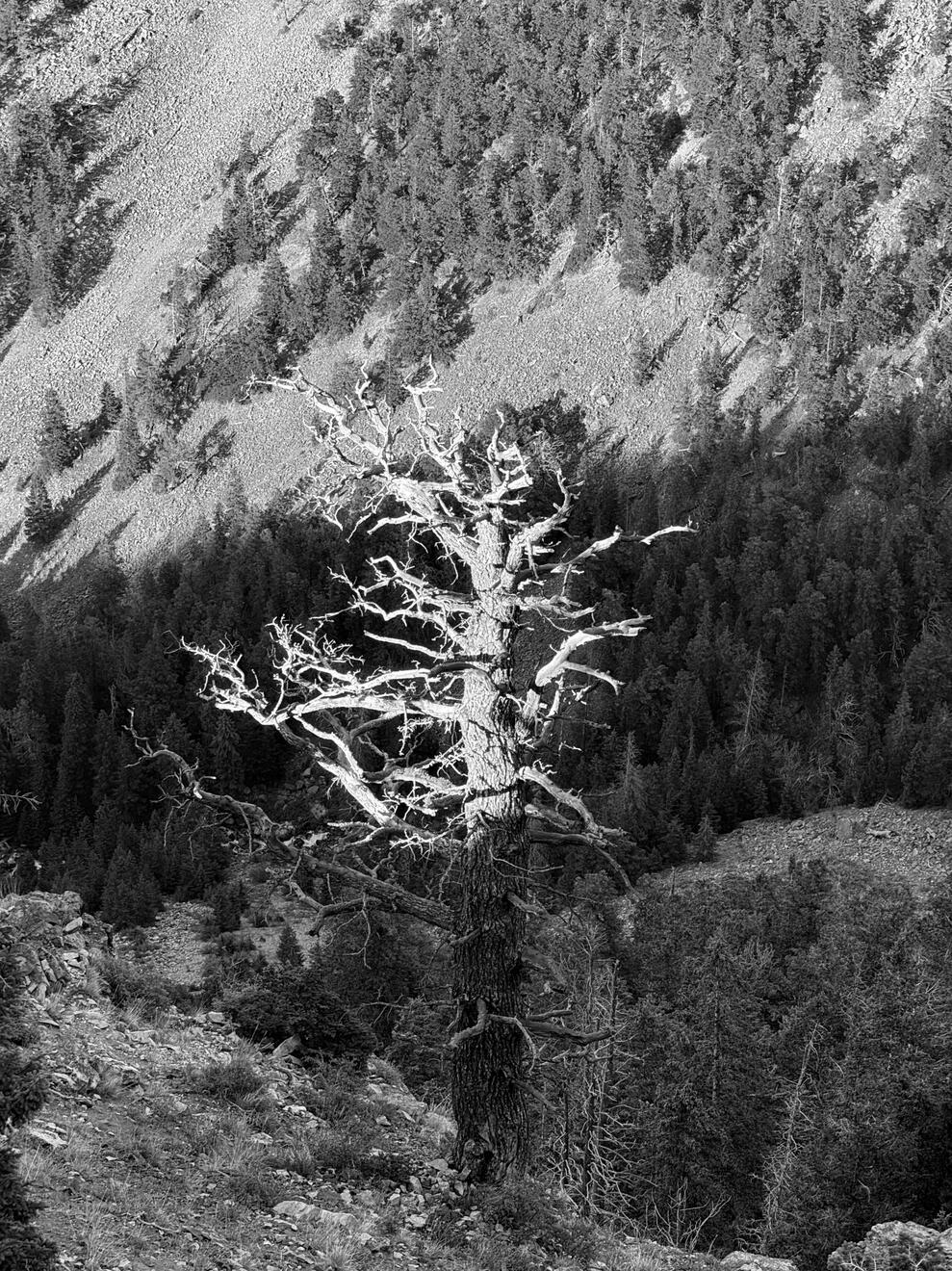 Along the Beartooth Highway, Montana, US. Shot on iPhone 16 Pro.