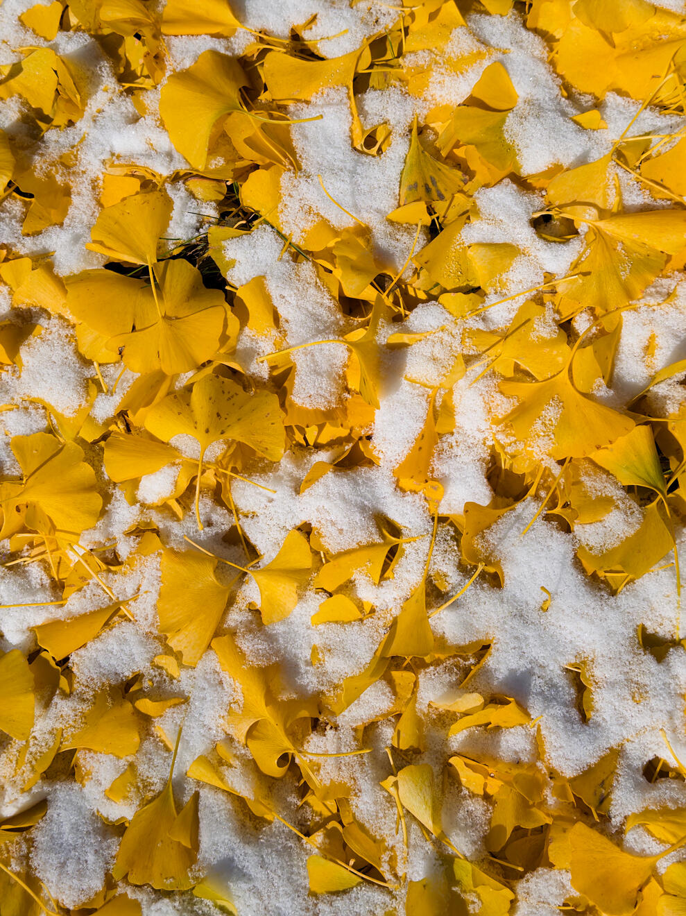 Asheville, NC, US. Shot on iPhone 16 Pro (using Project Indigo).