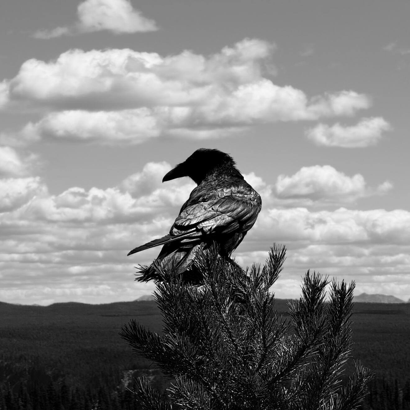Yellowstone National Park, Wyoming, US. Shot on iPhone 16 Pro.