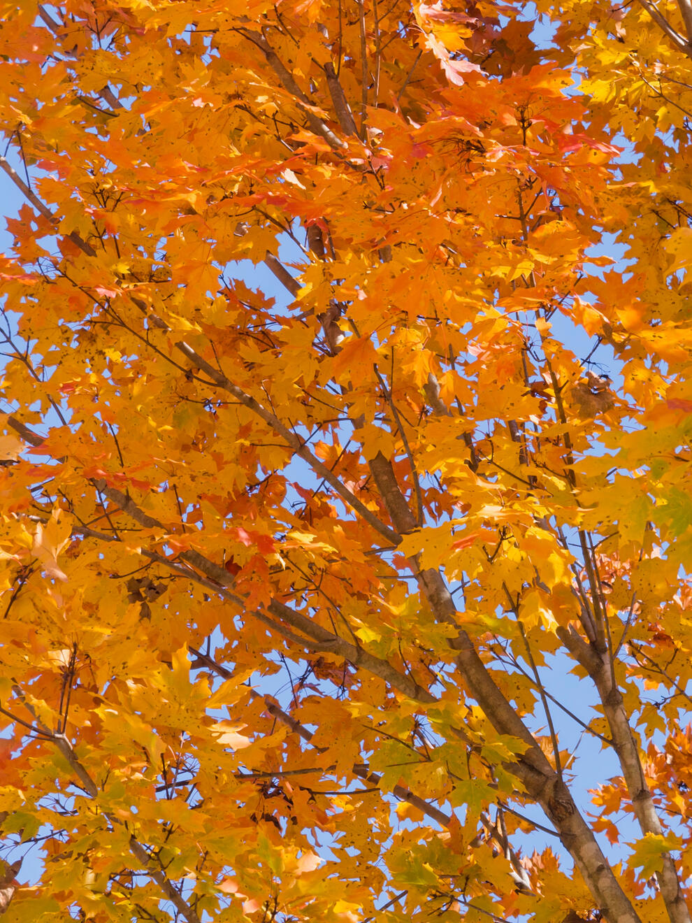 Asheville, NC, US. Shot on iPhone 16 Pro (using Project Indigo).