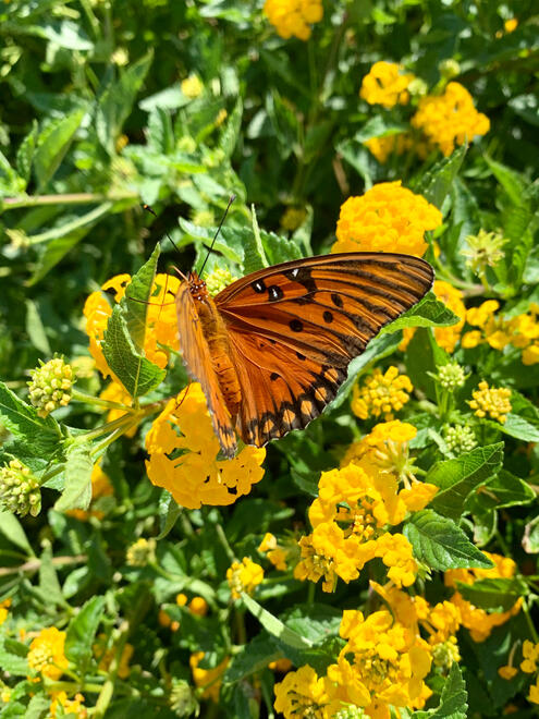 NC, US. Shot on iPhone XR.