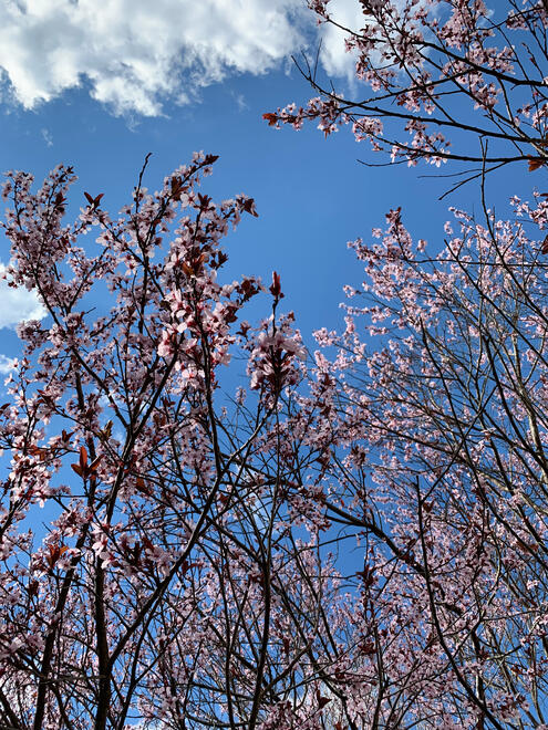 NC, US. Shot on iPhone XR.