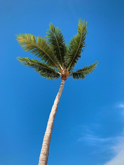 Key Marathon, Florida, US. Shot on iPhone XR.