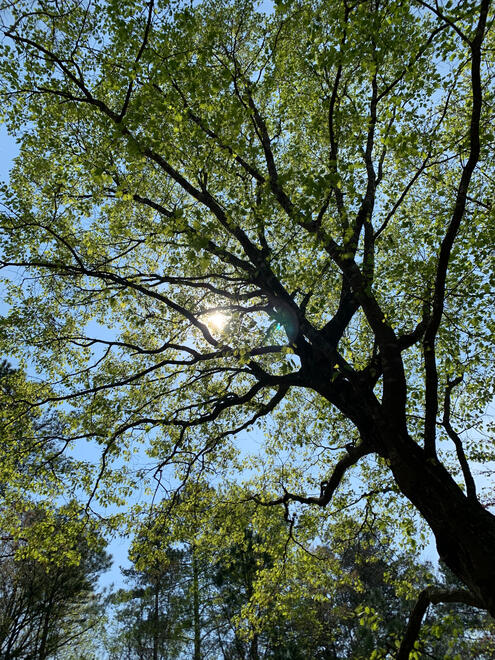 NC, US. Shot on iPhone XR.