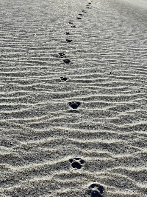 NC, US. Shot on iPhone XR.