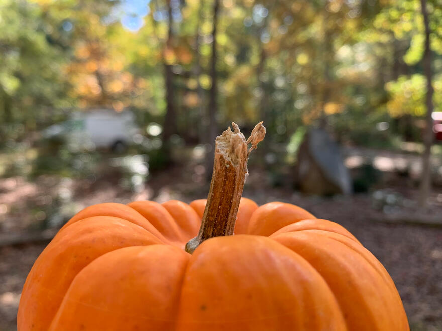 NC, US. Shot on iPhone XR.
