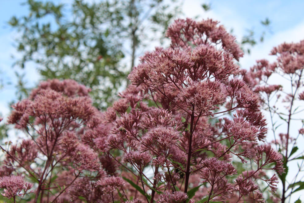 Asheville, NC, US. Shot on Canon EOS Rebel T6.