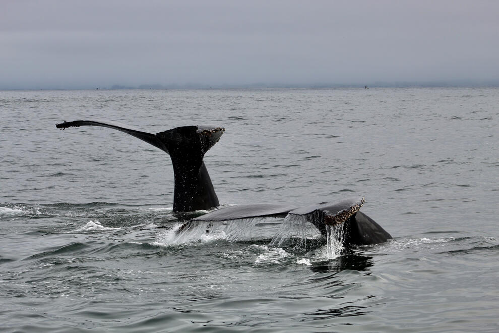 Monterey Bay, California, US. Shot on Canon EOS Rebel T6.