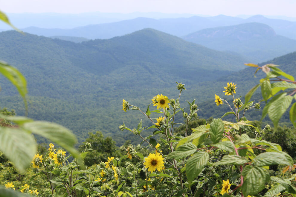 Pisgah National Forest, NC, US. Shot on Canon EOS Rebel T6.