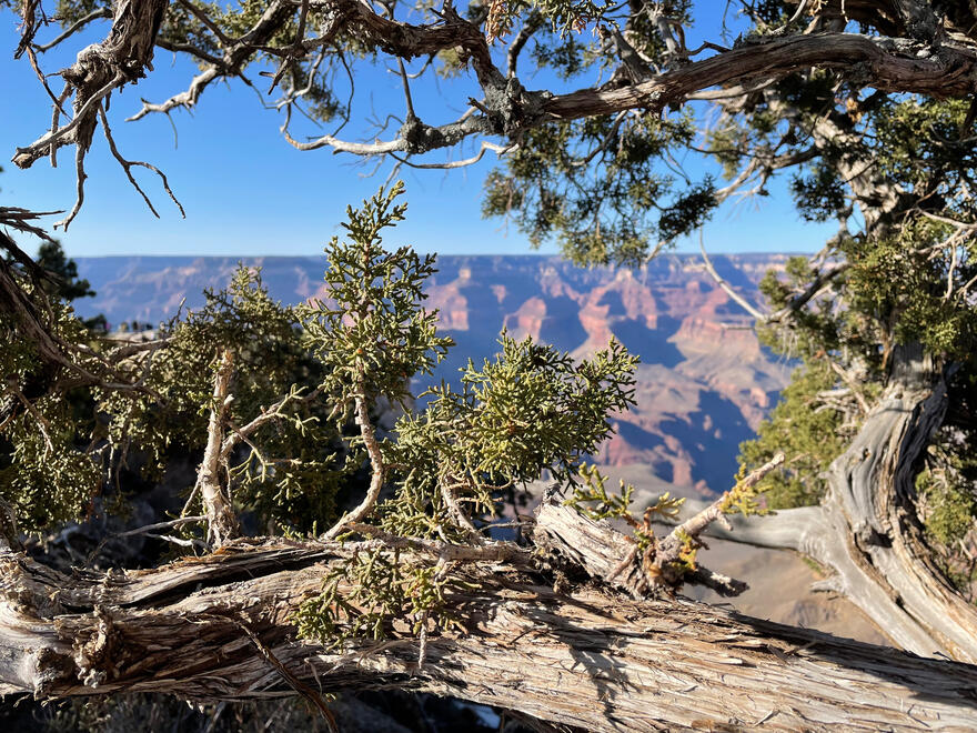 Grand Canyon National Park, Arizona, US. Shot on iPhone 12 mini.