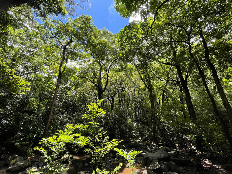 Nu&#39;uanu Valley, Hawai&#39;i, US. Shot on iPhone 12 mini.