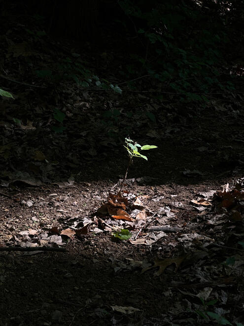 NC, US. Shot on iPhone 14 Pro.