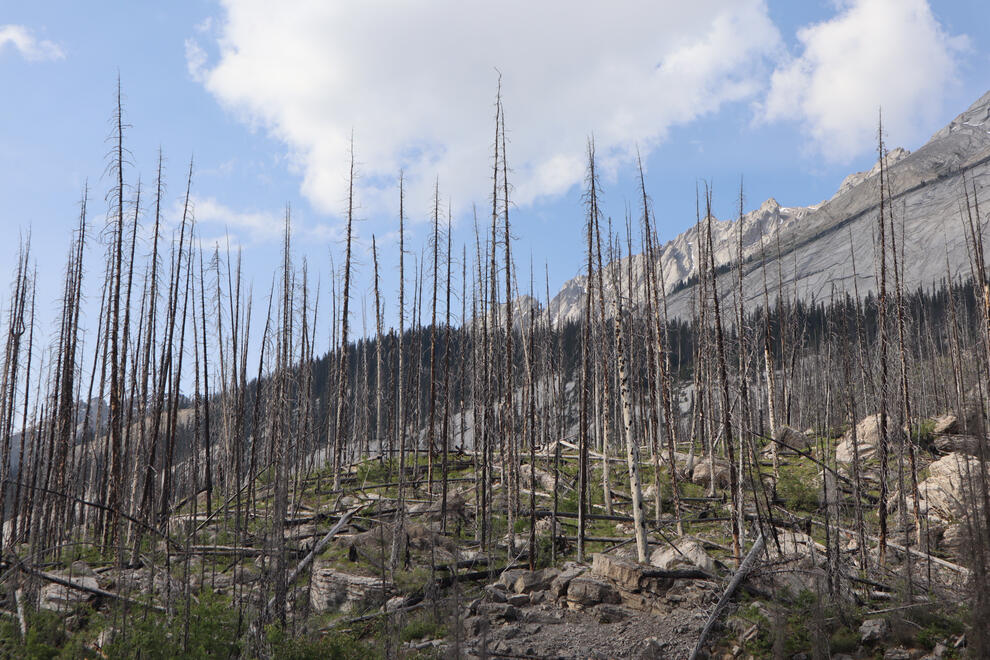 Jasper National Park, Alberta, Canada. Shot on Canon EOS M50 Mark I.