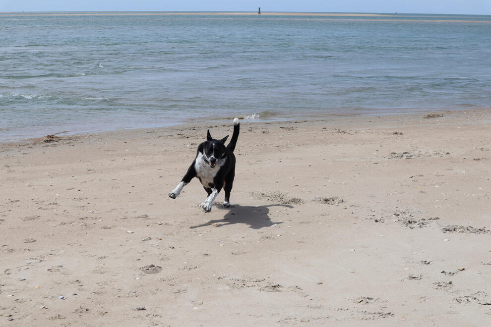 Cape Hatteras National Seashore, NC, US. Shot on Canon EOS M50 Mark I.